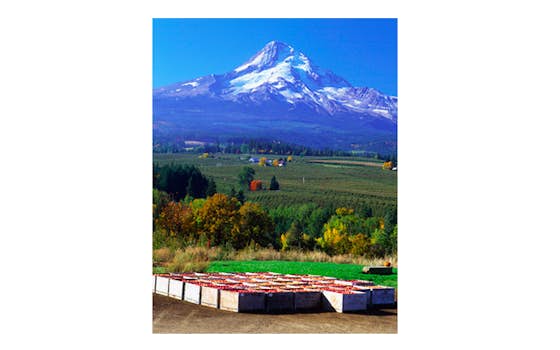 Mt. Hood Organic Farms via Appleseed Organics