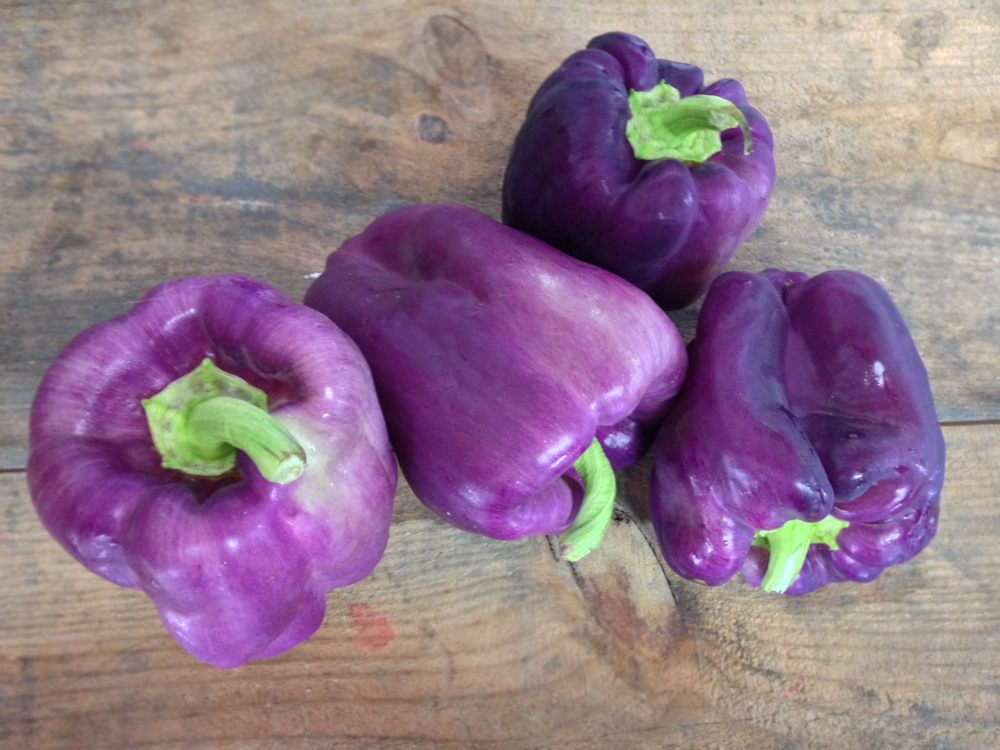 Organic Purple Islander Bell Peppers Blue House Organic Farm SF Bay