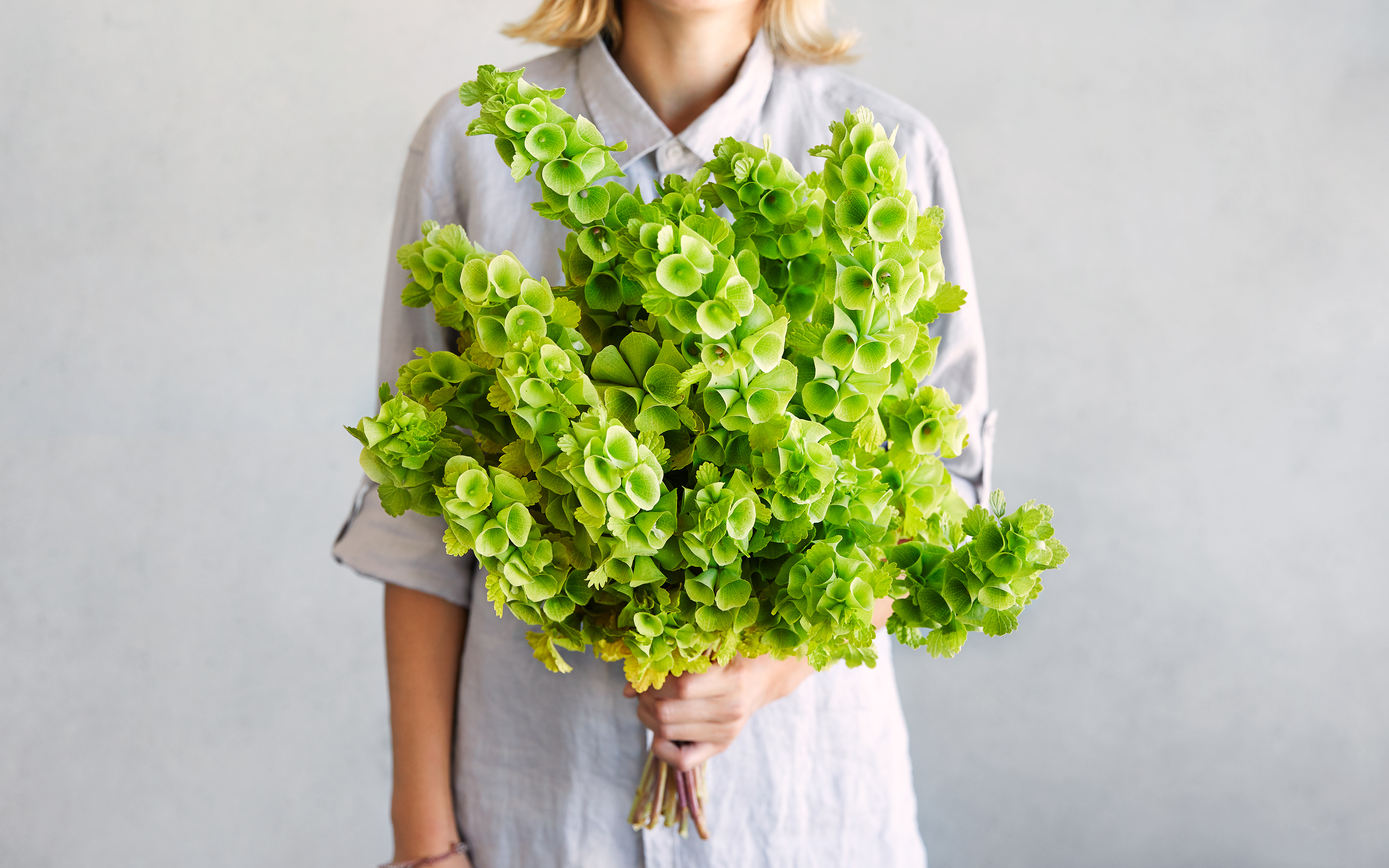 Bells of Ireland - Repetto Nursery - SF Bay  Good Eggs