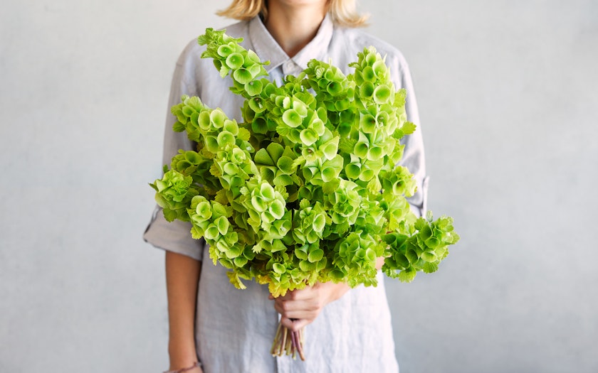 Bells of Ireland - Repetto Nursery - SF Bay Good Eggs Bells of Ireland - Repetto Nursery - SF Bay Good Eggs