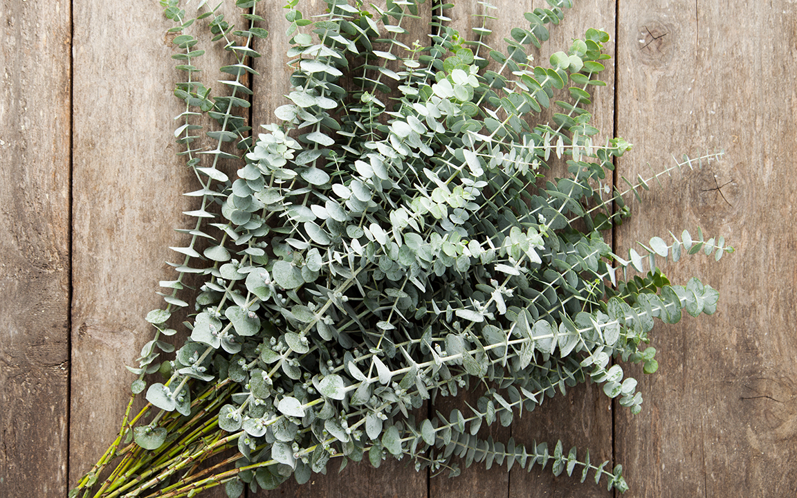 Spiral Eucalyptus Oak Hill Farm of Sonoma SF Bay