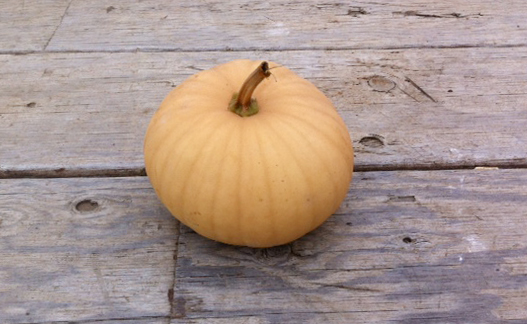 Winter Squash Long Island Cheese Pumpkin Blue House