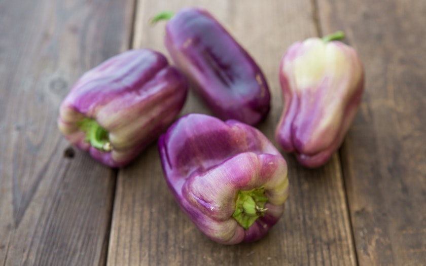 purple bell pepper