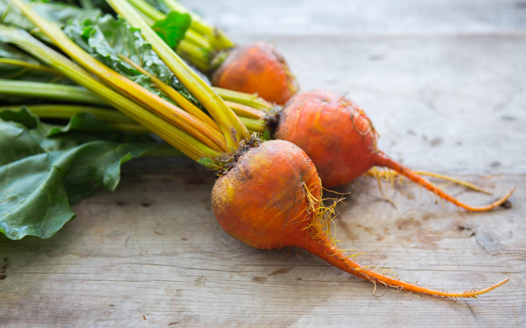 Organic Bunched Gold Beets Terra Firma Farm SF Bay Good Eggs